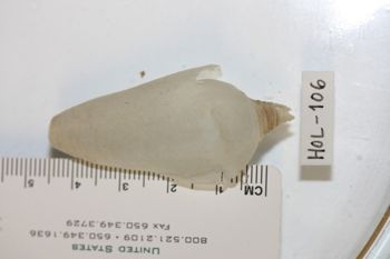 Media type: image;   Invertebrate Zoology HOL-106 Description: Preserved specimen.;